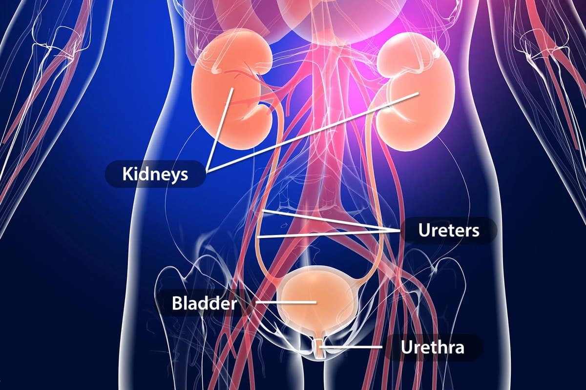 Protecting Men from Sexually Transmitted Infections and Urinary Tract Infections